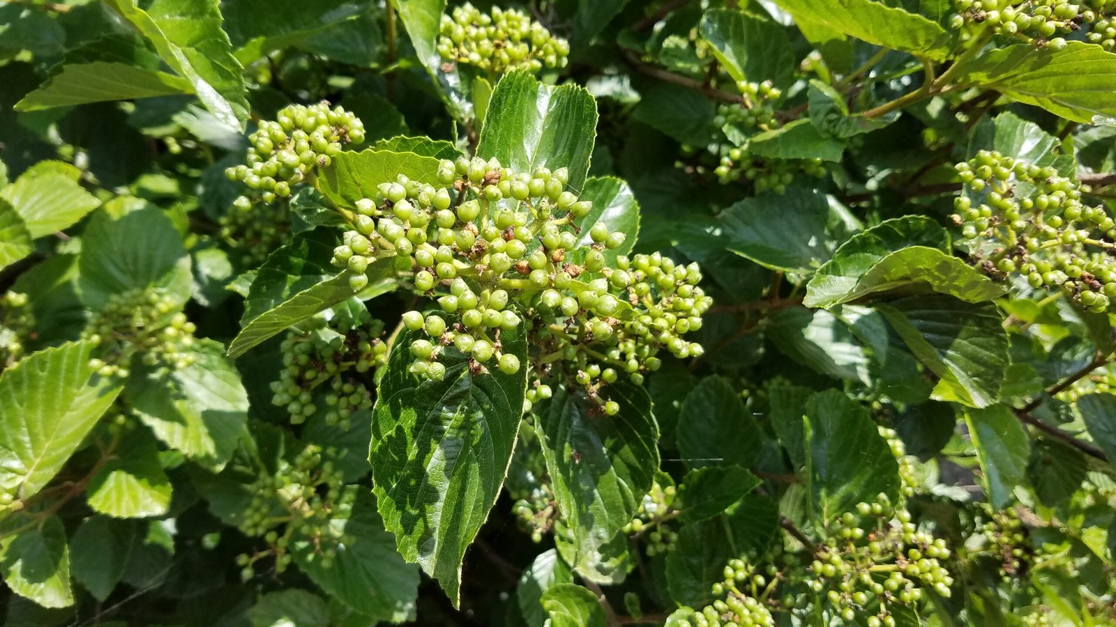 Arrowwood Viburnum 'Ralph Senior' (41535015430)